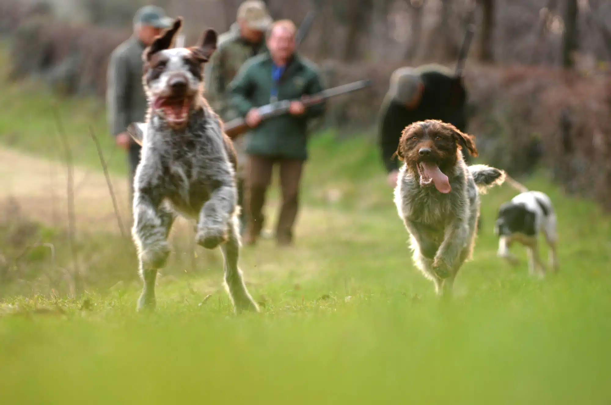 cani dirupo campagna salvati 14 gennaio