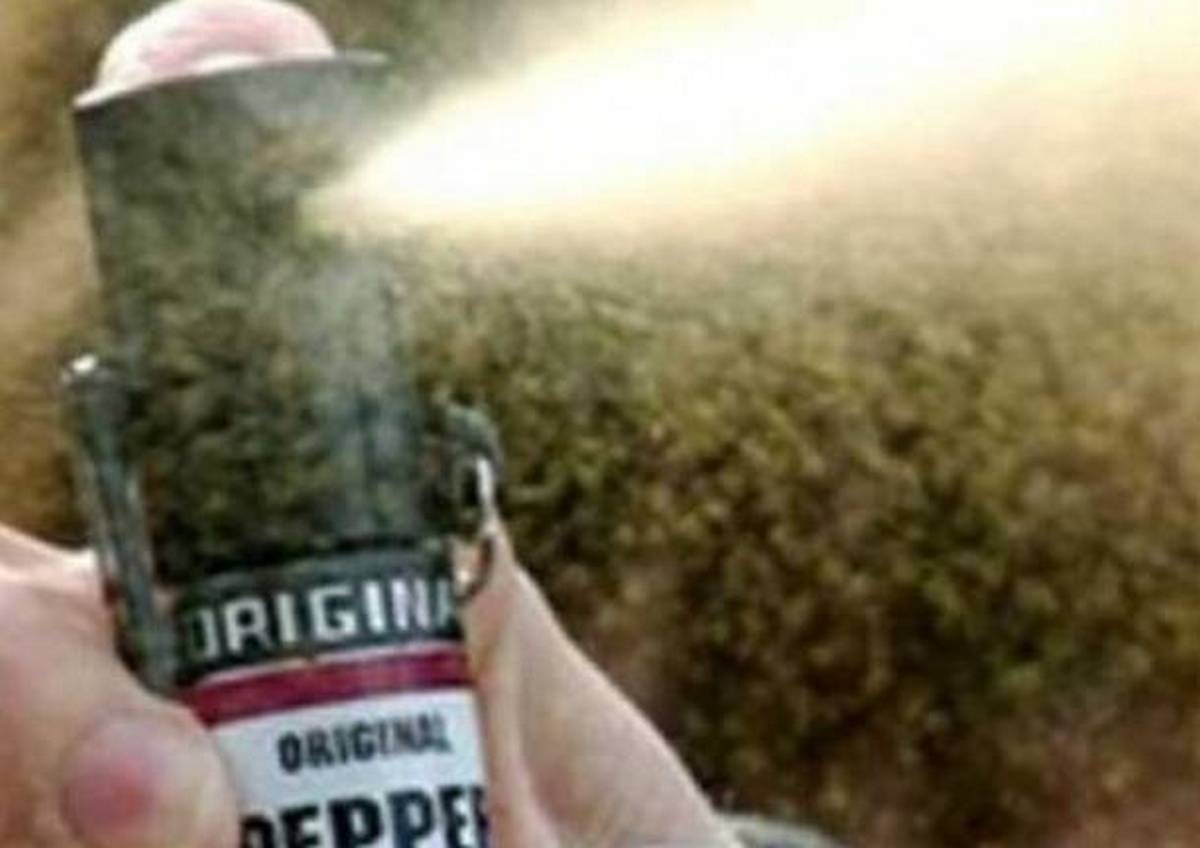 spray peperoncino classe bologna denunciato