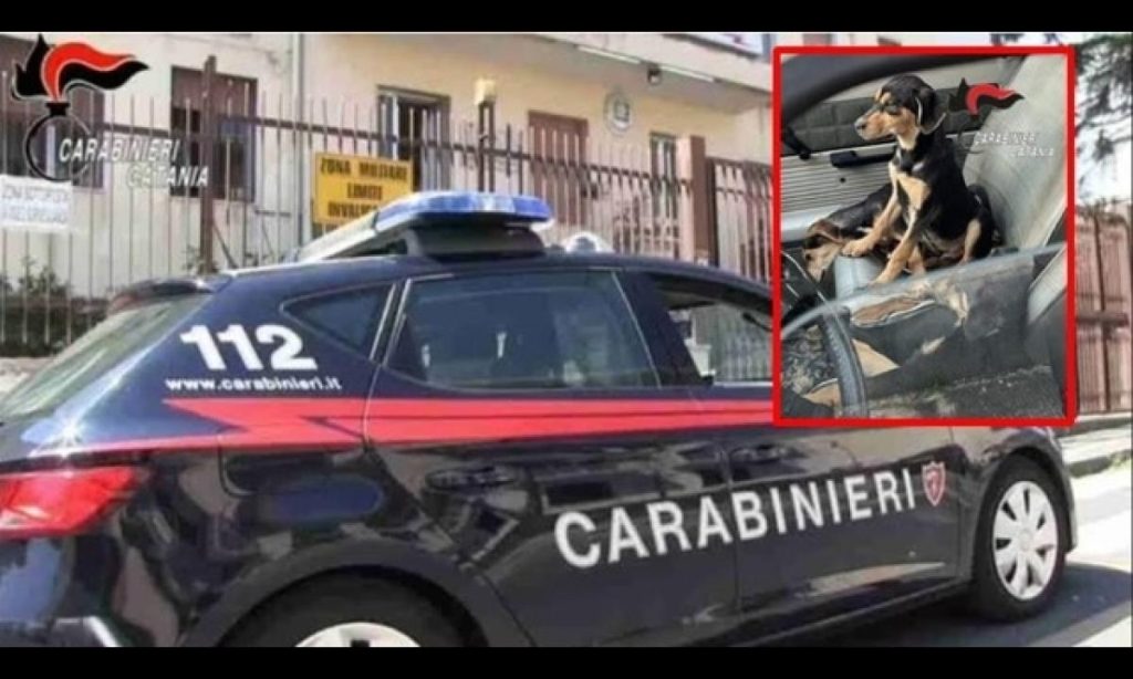 catania lancia cucciolo cane