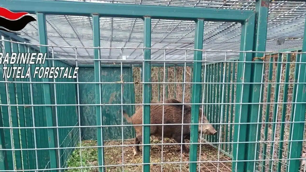 vairano patenora famiglia bloccata casa cinghiale catturato