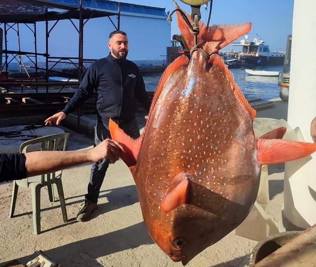 procida trovato pesce re 48 chili