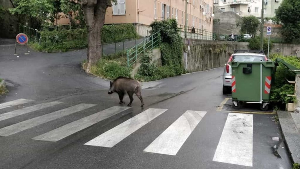 taranto cinghiale provoca tamponamento morta