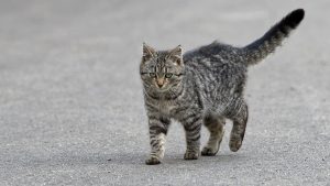 Rimini donna morta infezione causata morso gatto