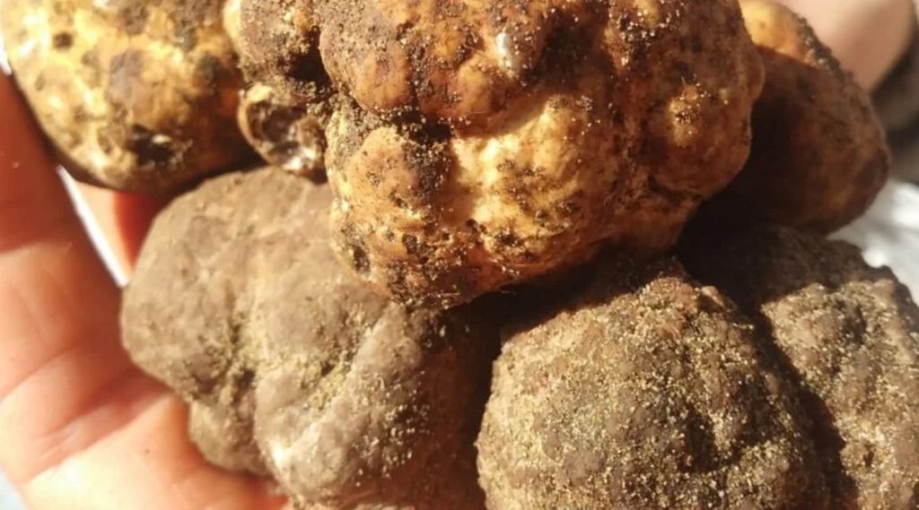 tartufo bianchetto pineta costiera marchio pat