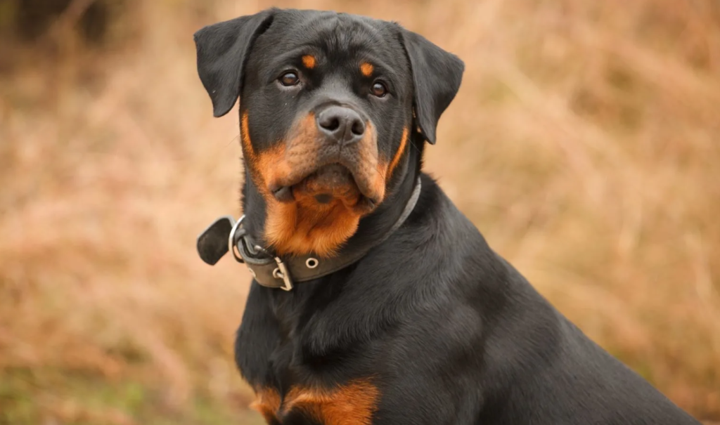 Ancona donna aggredita rottweiler