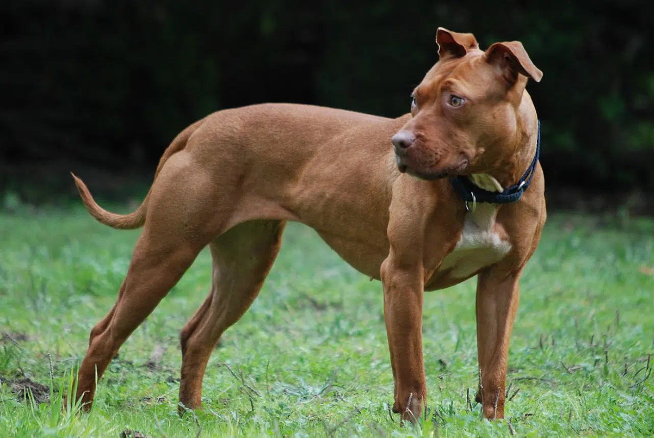 Lecce bambina azzannata pitbull