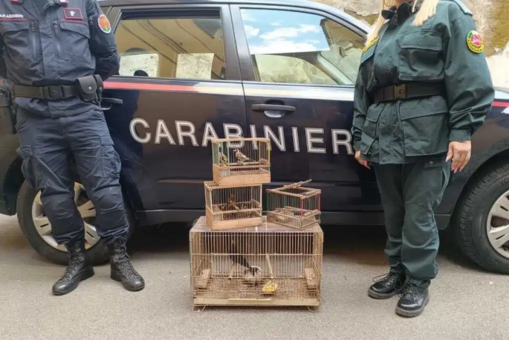 chiaiano-carabinieri-salvano-cardellini