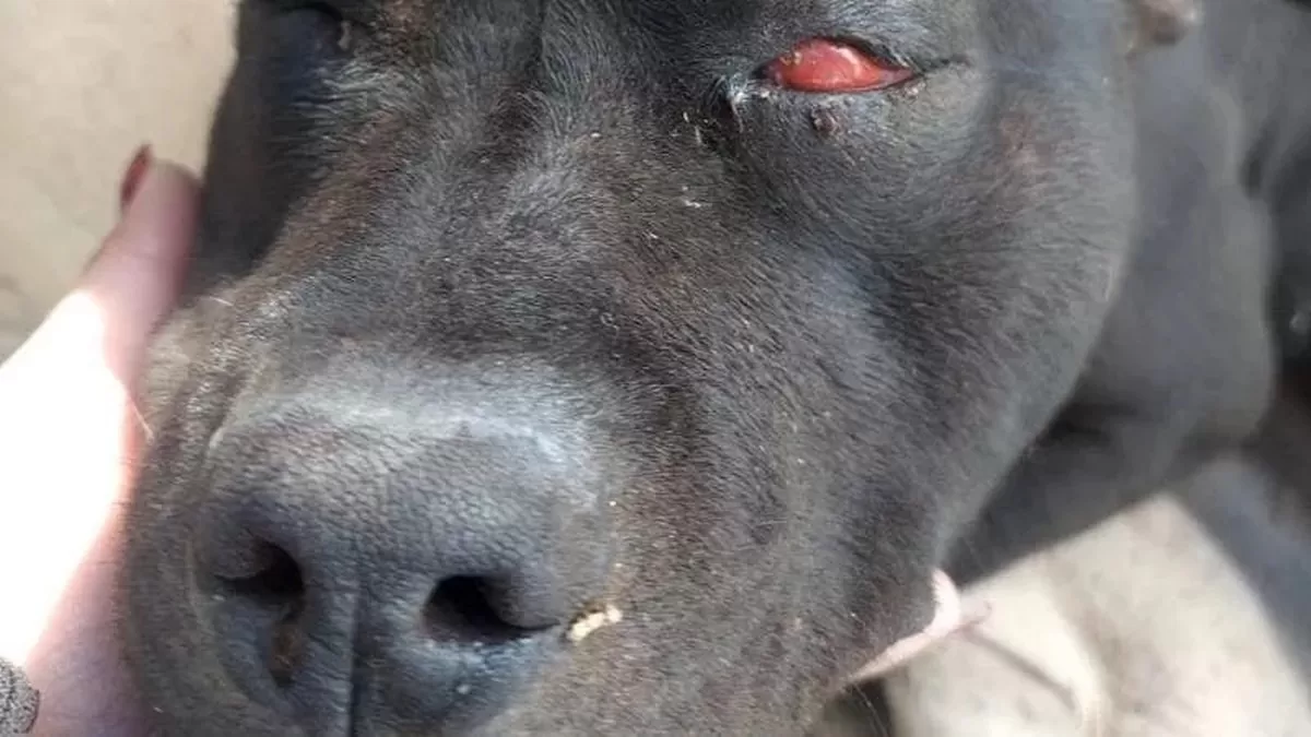 bagheria tentano seppellire vivo cane 19 aprile