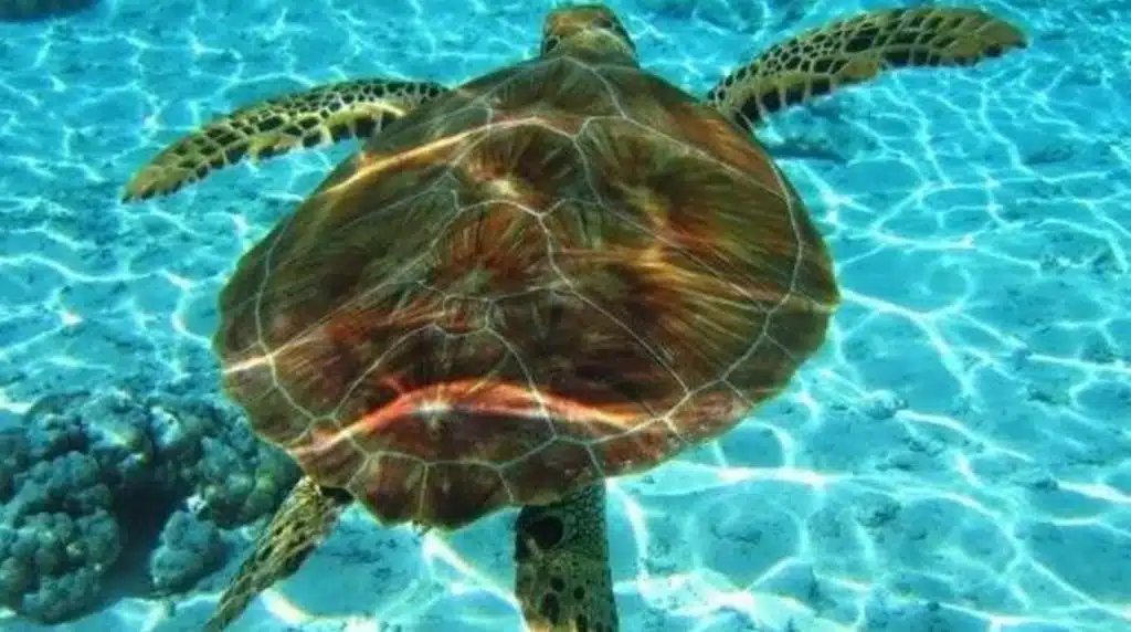 Casamicciola salvata tartaruga marina