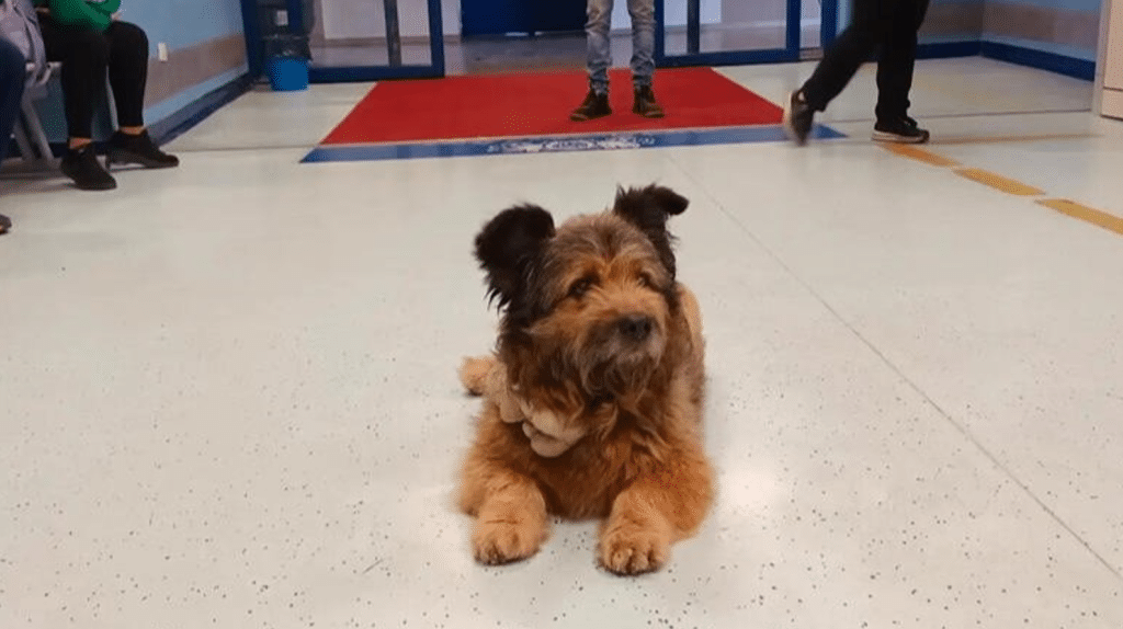 cane aspettato padrone ospedale perugia