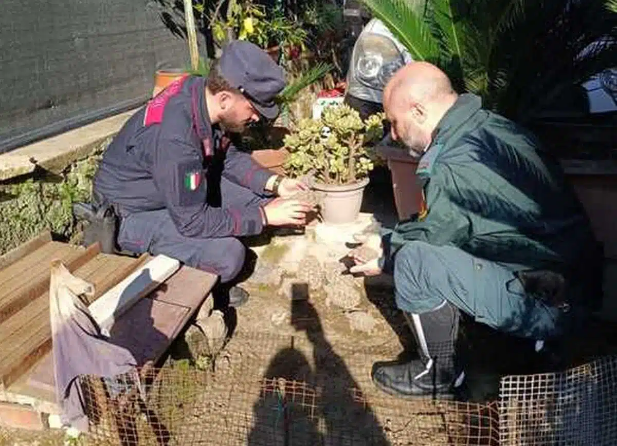 Animali protetti cortile casa Mugnano