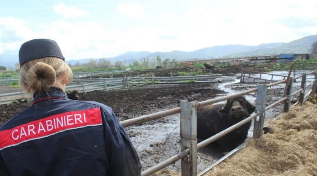 capaccio paestum sequestro azienda discarica abusiva 6 aprile