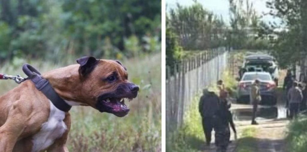 Eboli bambino morto azzannato pitbull zio Francesco Pio