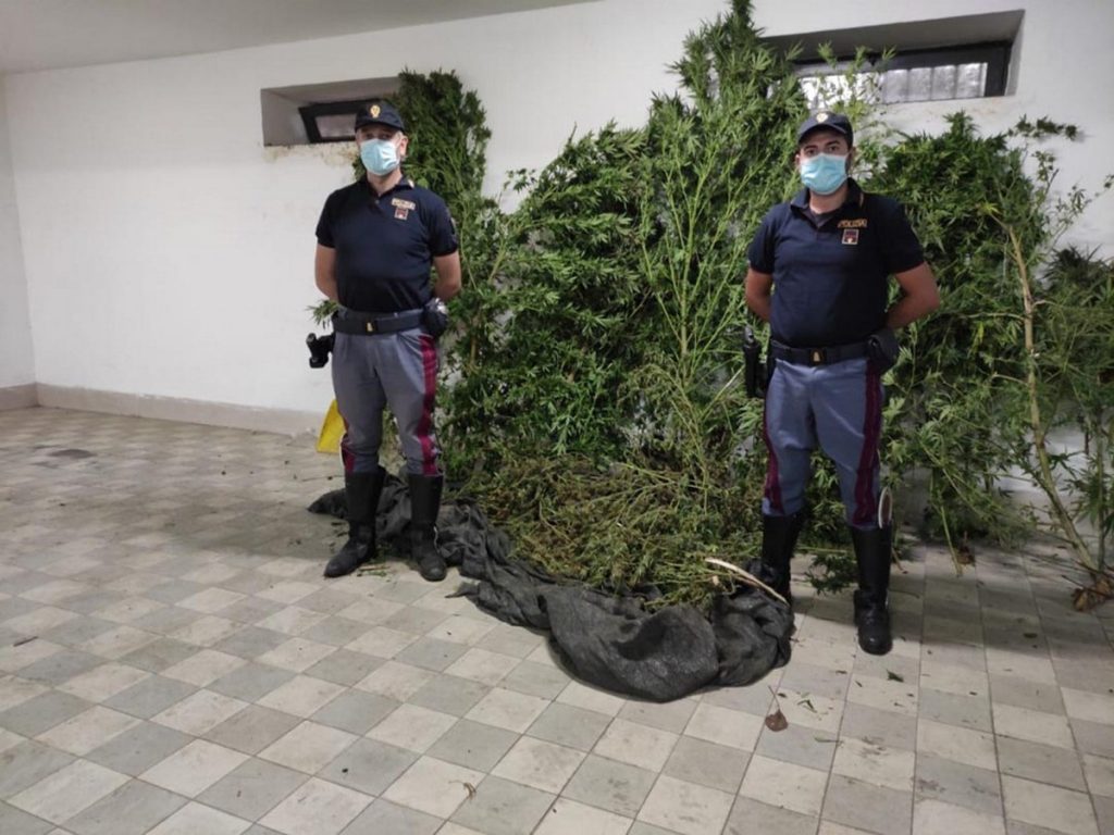 napoli piante marijuana arrestato