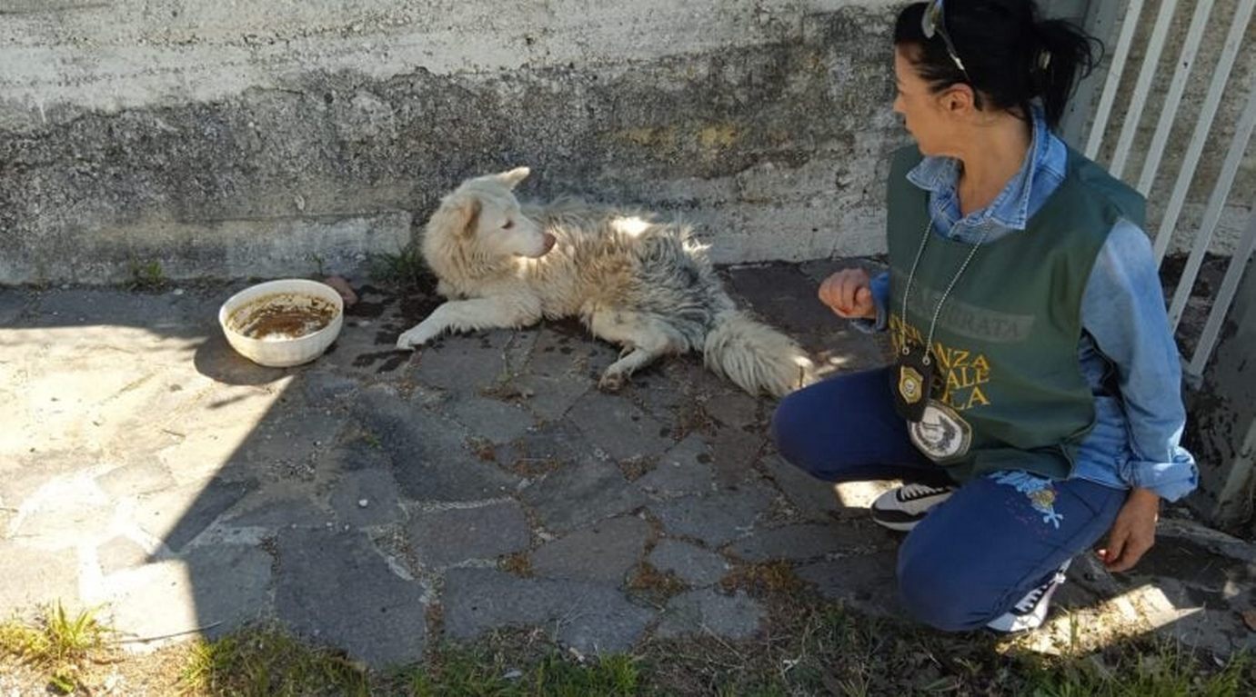 cane investito campagna salvato