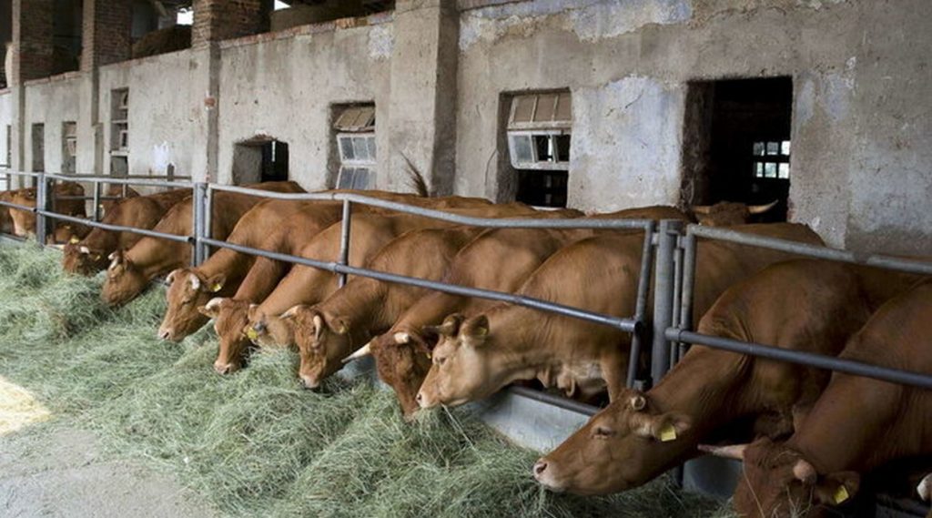 milano agricoltore ucciso mucca