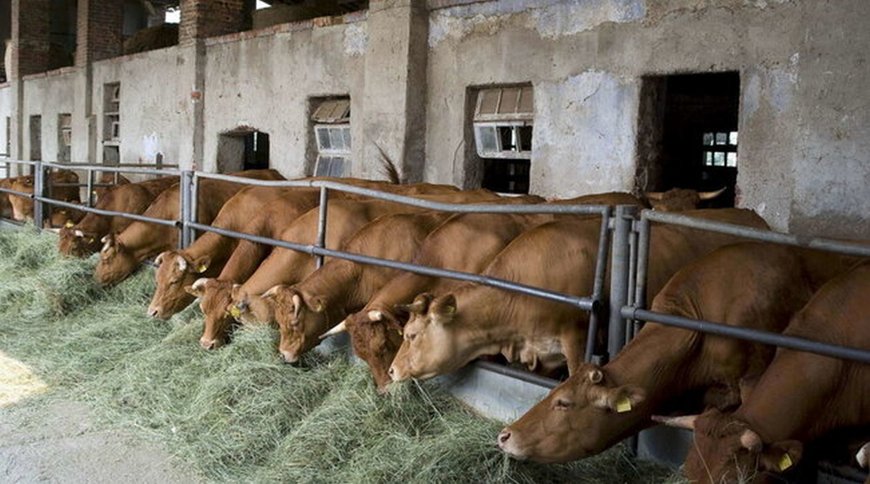 milano agricoltore ucciso mucca