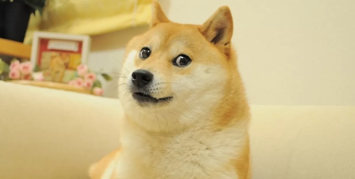 Giappone morto cane Kabosu meme doge