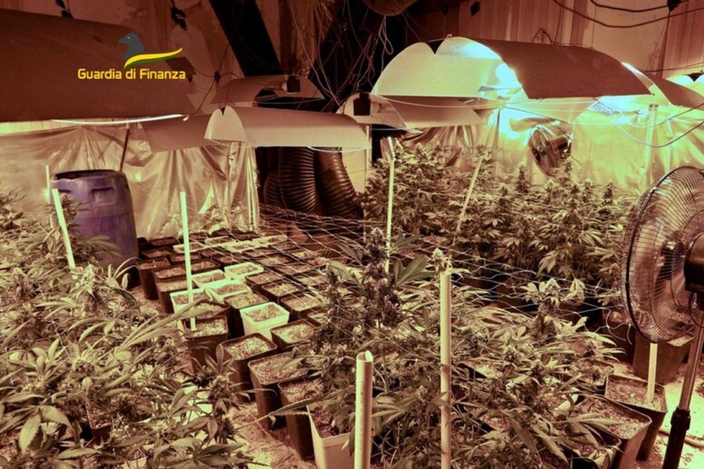 Trecase coltivavano marijuana casa sequestrati 115 chili