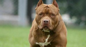 vercelli bimbo morto azzannato pitbull