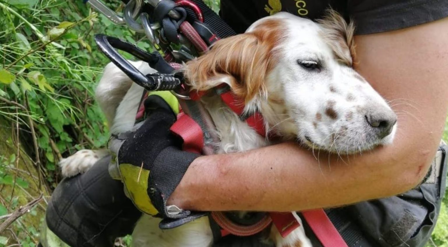 Caserta salvato cucciolo setter caduto dirupo