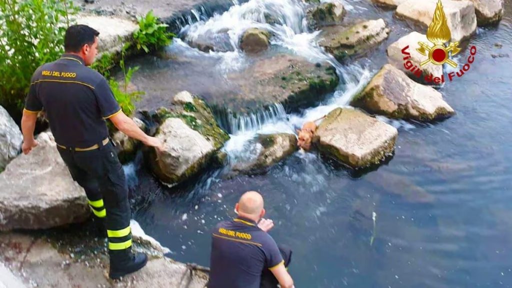 avellino cagnolino cade fiume salvato