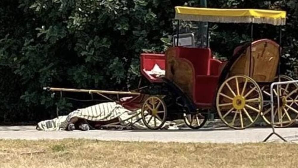 cavallo morto reggia caserta condannata vetturina