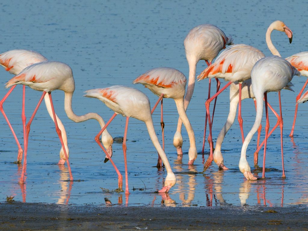 India-fenicotteri