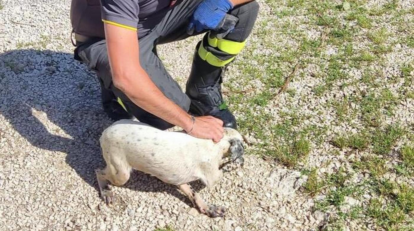 Caserta salvato cucciolo cane caduto pozzetto