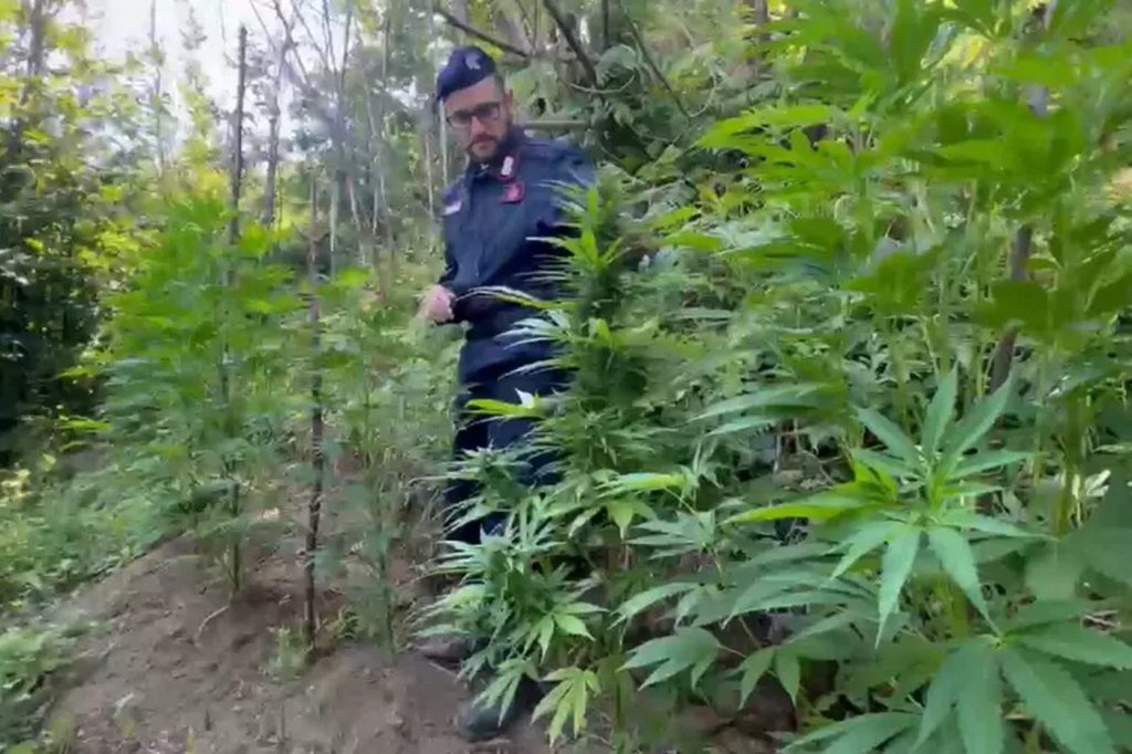 Operazione anti droga Monti Lattari sequestrate 15 piante marijuana