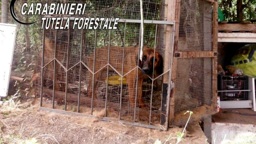 Alvignano denunciato maltrattamenti animali