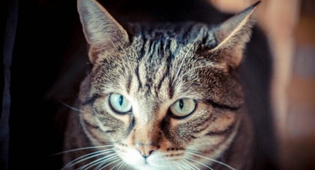 udine evade domiciliari gatto veterinario arrestato