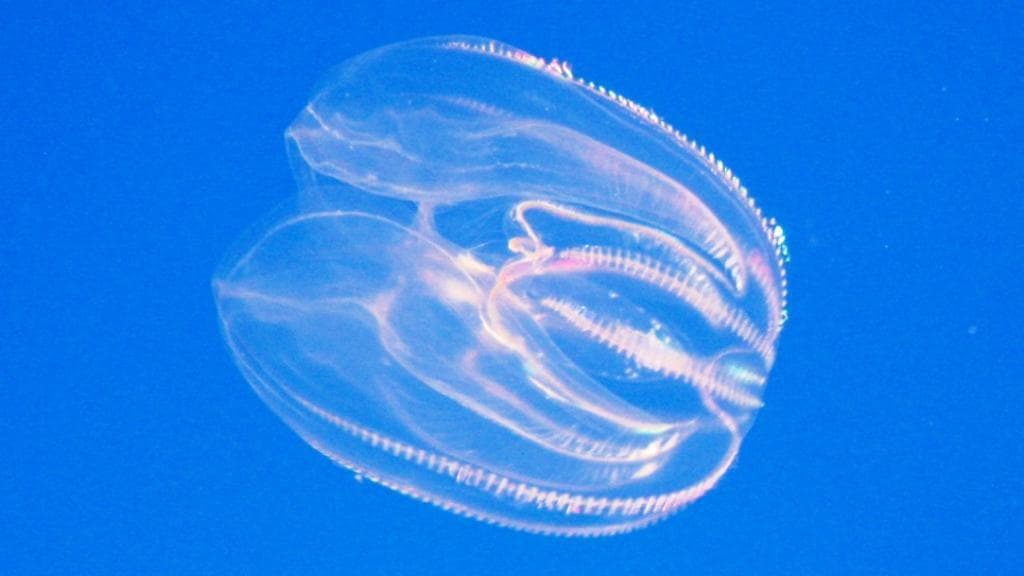 Salerno arrivano noci mare città