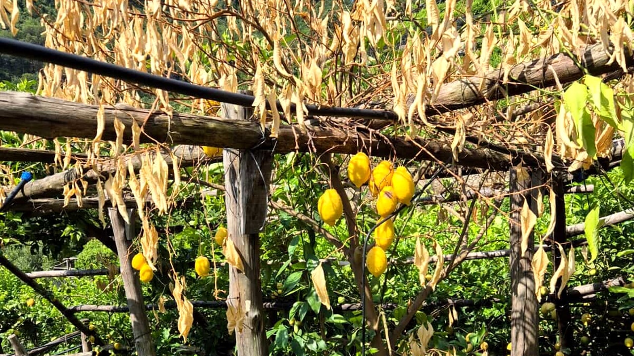 limoni Costiera amalfitana fungo