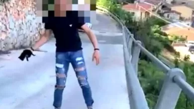 Nuoro lancia gattino ponte filma denunciato