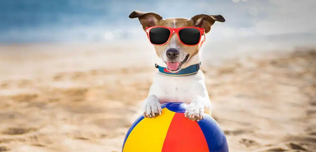 Bacoli lidi obbligati cani spiaggia ordinanza