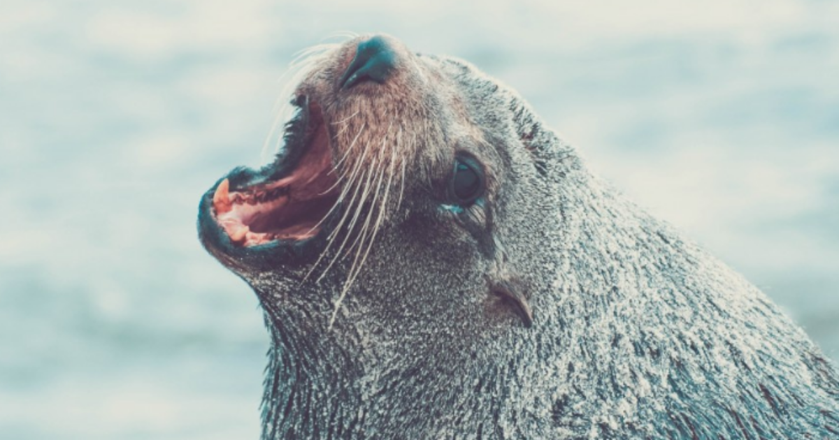 padova morso foca ragazzino profilassi anti-rabbia
