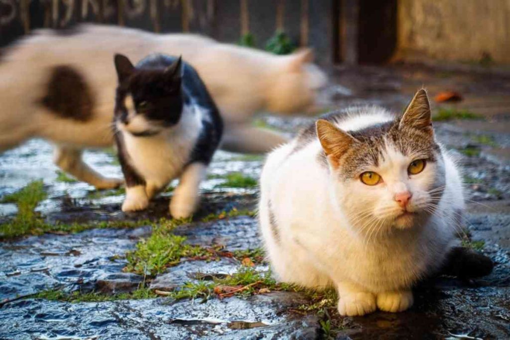 roma gatto legato binari ucciso treno