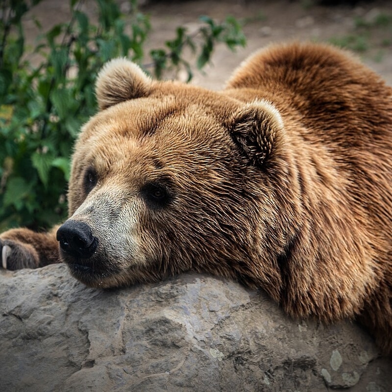 uccisa orsa kj1 turista francese