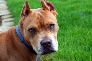 anzola emilia pitbull sale treno regionale polfer trova proprietaria