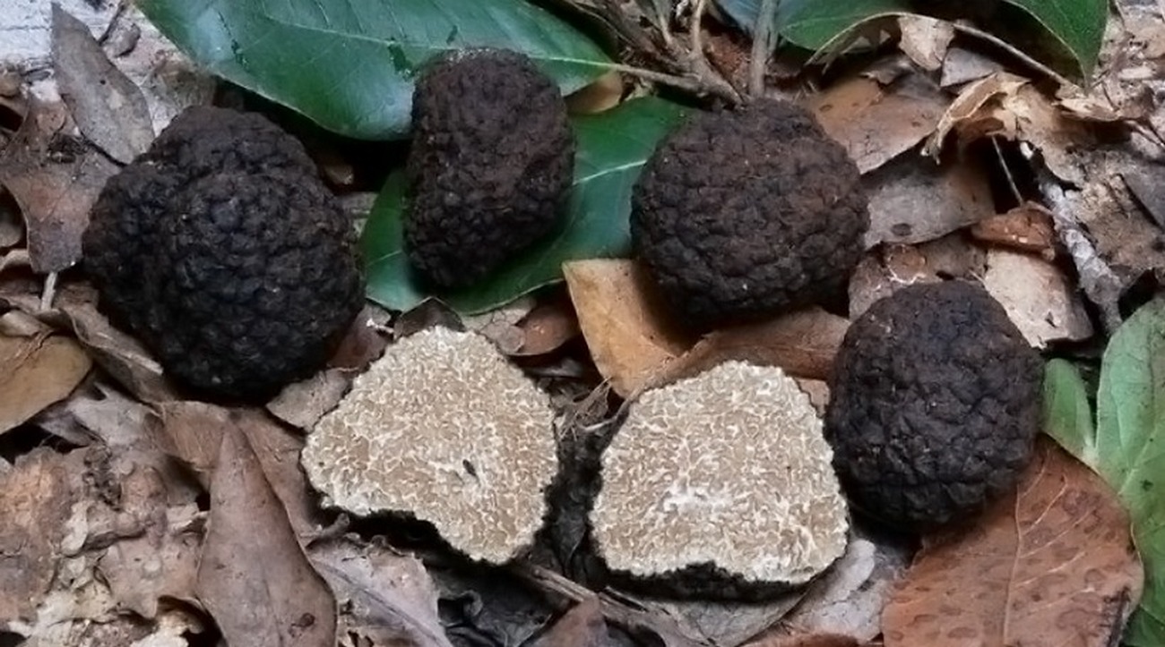 Mirabella Eclano ristoratore trova tartufo record