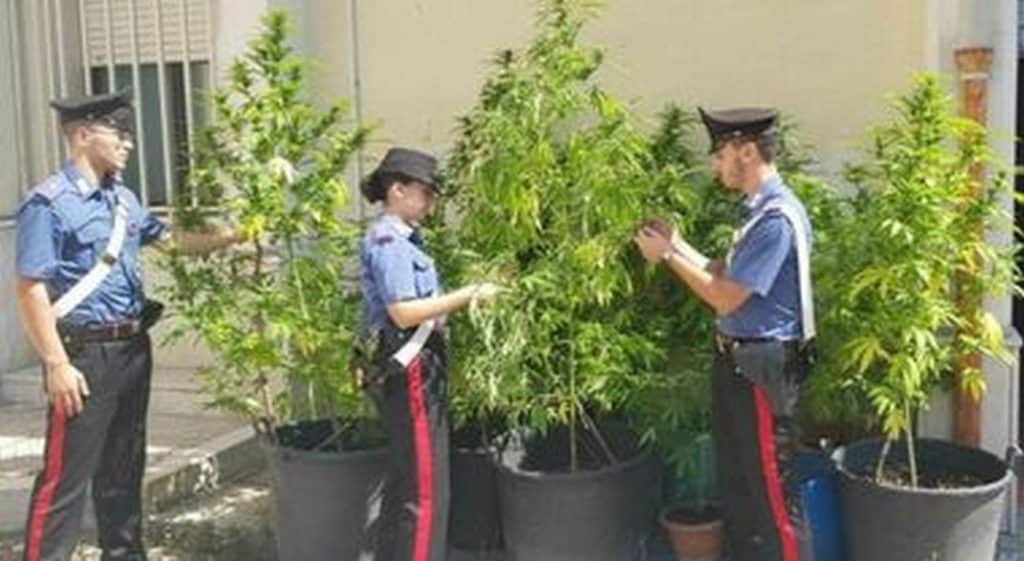 Caivano scoperta piantagione cannabis pochi passi centro