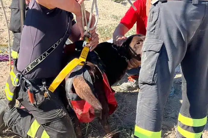 barletta labrador caduto pozzo