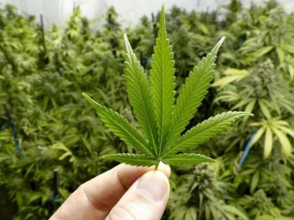 Ddl sicurezza nuova stretta cannabis light