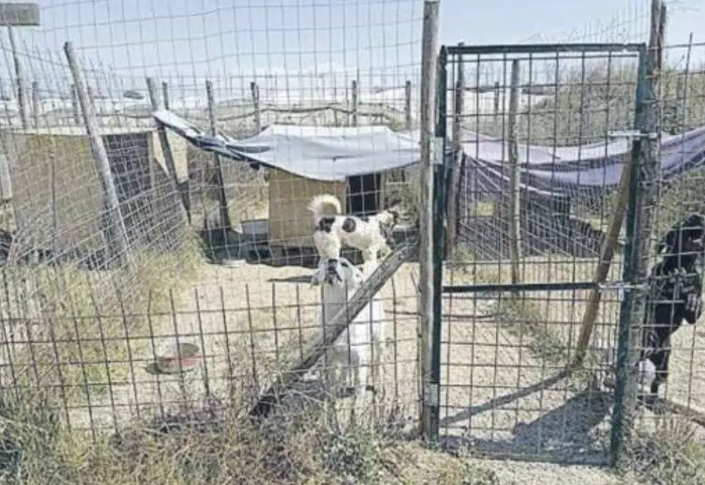 cani sequestrata pensione Giugliano