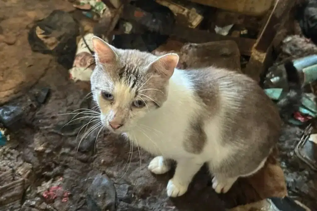 Gatti chiusi in casa tra carcasse ed escrementi