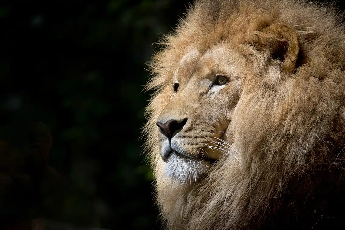 Giornata mondiale leone re savana