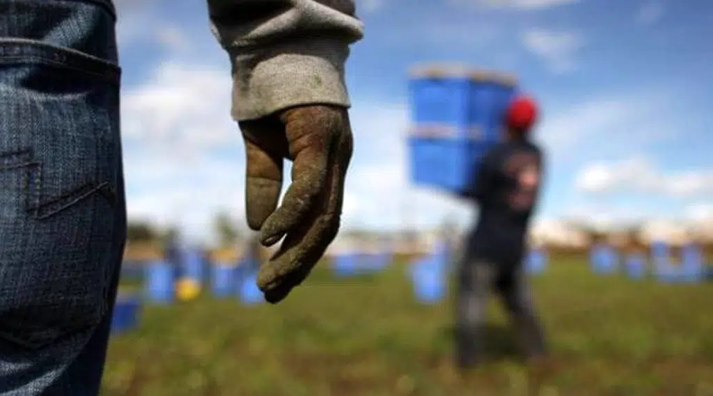 latina bracciante agricolo morto caldo  lavoro