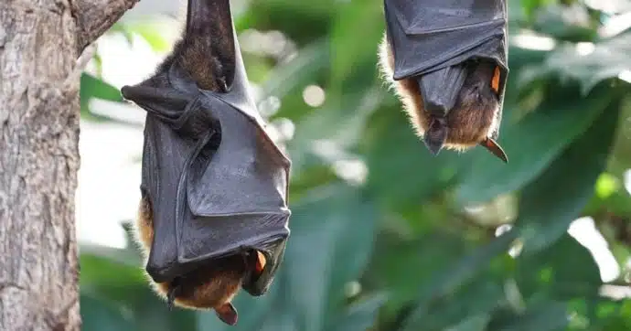 padova morsa pipistrello ragazzina sta bene animale morto