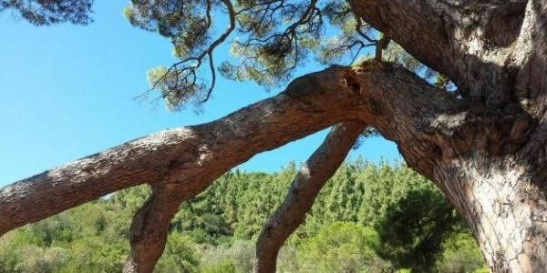 Corleto Monforte uomo muore colpito ramo albero